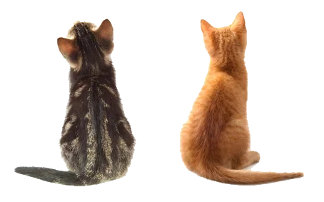 Gatinhos